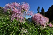 85 Pigamo colombino (Thalictrum acquilegiifolium))